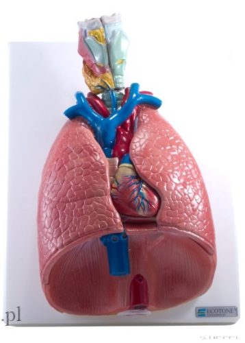 Tüdő, szív és garat modell, 6 részes