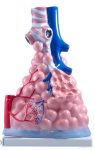 Tüdő belső felépítése modell