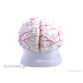 Agymodell vérerekkel, életnagyságú, 8 részes