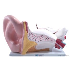 Fül modell, ötszörös méret, 6 részes