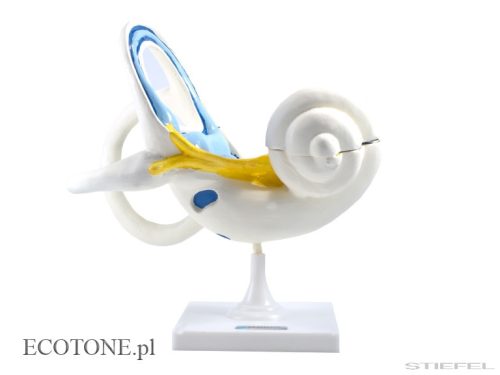 Labirintus szerv modell, 2 részes