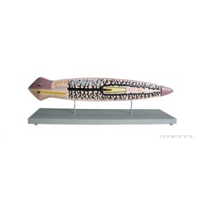 Planaria modell, 2 részes