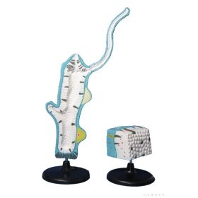 Hydra modell, 2 részes szett