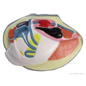 Kagyló modell, 3 részes