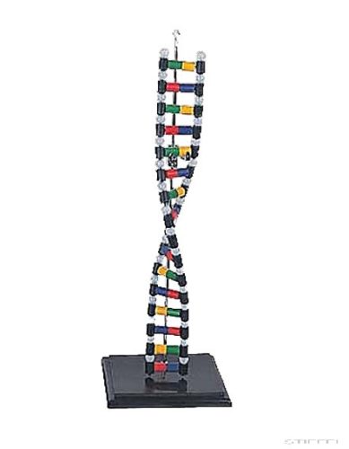 DNS modell, 16 bázispár