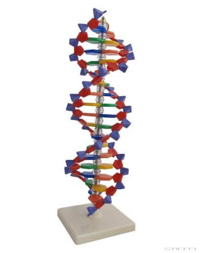 DNS modell, 18 bázispár