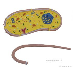 Patogén baktérium modell, 2 részes