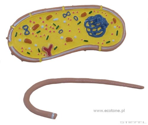 Patogén baktérium modell, 2 részes