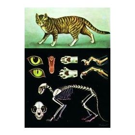 Házimacska oktatótabló