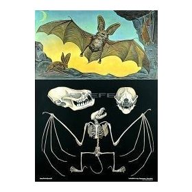 Denevér oktatótabló