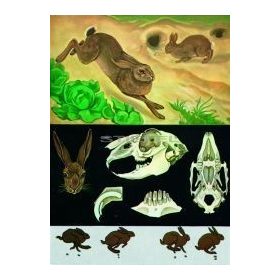 Mezei nyúl oktatótabló