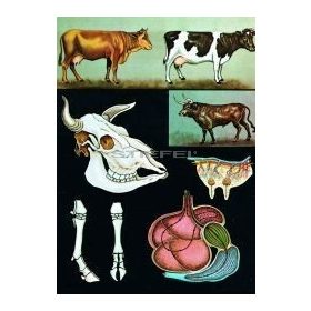 Szarvasmarha oktatótabló