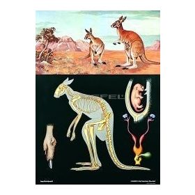 Kenguru oktatótabló