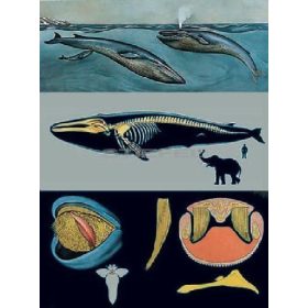 Kék bálna oktatótabló