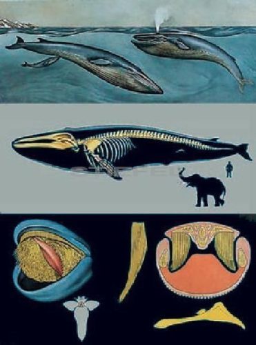 Kék bálna oktatótabló