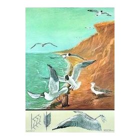 Dankasirály oktatótabló