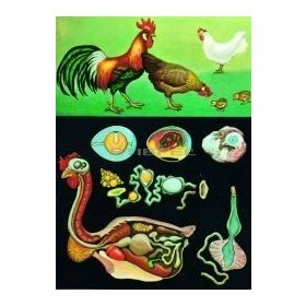 Házityúk oktatótabló