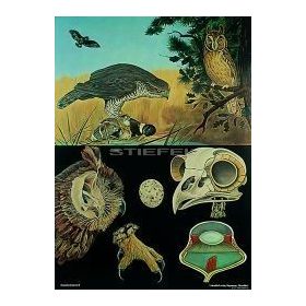 Ragadozó madarak oktatótabló