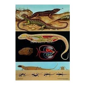 Fürge gyík oktatótabló