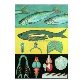 Hering oktatótabló