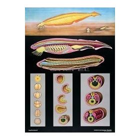 Lándzsahal oktatótabló