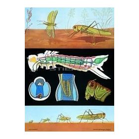 Zöld sáska oktatótabló