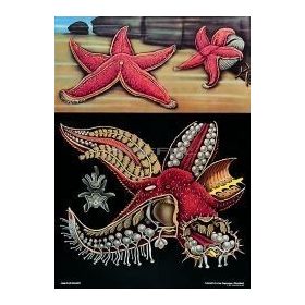 Tengeri csillag oktatótabló