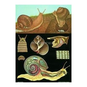 Éticsiga oktatótabló