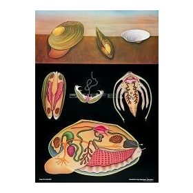 Tavikagyló oktatótabló