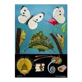 Káposztalepke oktatótabló