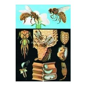 Háziméh oktatótabló