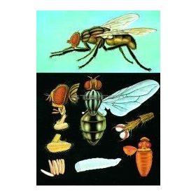 Házilégy oktatótabló