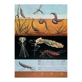 Kék szitakötõ oktatótabló