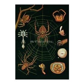 Keresztespók oktatótabló