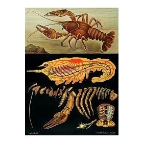 Folyami rák oktatótabló