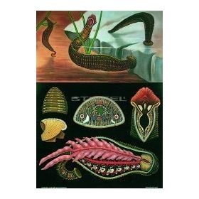 Pióca oktatótabló