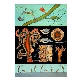 Édesvízi hidra oktatótabló