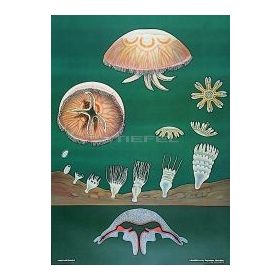 Medúza oktatótabló