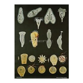 Protozoák II. oktatótabló