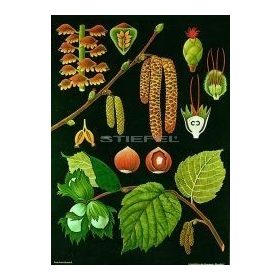 Mogyoróbokor oktatótabló