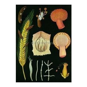 Anyarozs oktatótabló