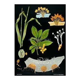 Gabonarozsda oktatótabló