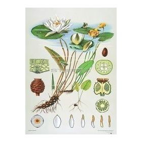 Tavirózsa oktatótabló