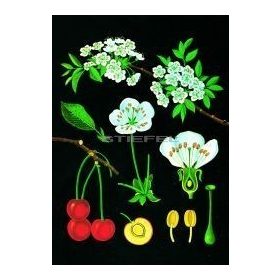 Cseresznye oktatótabló