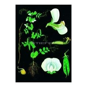 Borsó oktatótabló