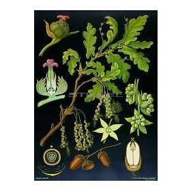 Kocsányos tölgy növénytani oktatótabló