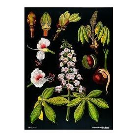 Vadgesztenye oktatótabló