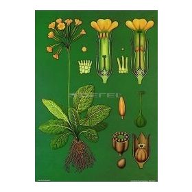 Kankalin oktatótabló