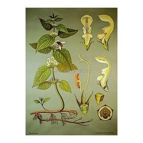 Fehér árvacsalán oktatótabló