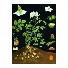 Burgonya oktatótabló